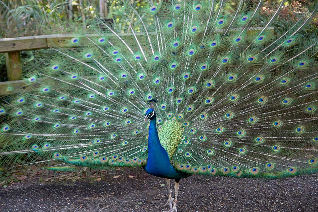 Peek-A-Boo at the Zoo Audubon Lights - Peacock - New Orleasn Local