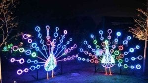 Celebration in the Oaks - Lighted Peacock