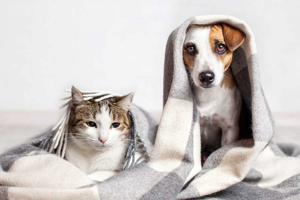 Dont-Forget-Pets & Thanksgiving Meal Tips and Hurricane Season