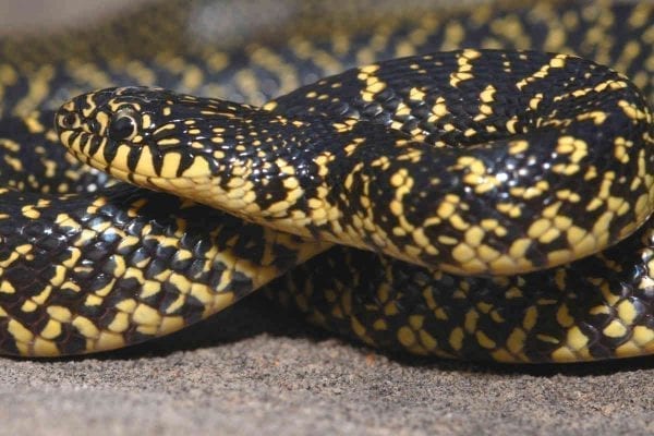 See The Snakes In Louisiana’s Swamps | New Orleans Local News and Events