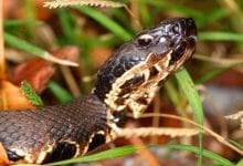 Louisiana Swamp Snakes - New Orleasn Local