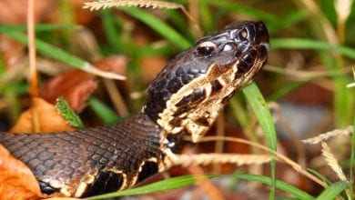 Louisiana Swamp Snakes - New Orleasn Local