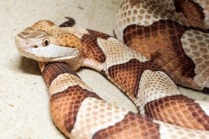 Copperhead Snake