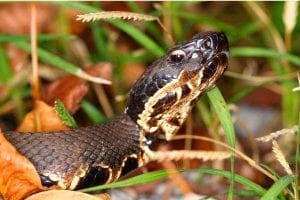 Cottonmouth Snake