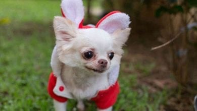Chihuahua for Christmas - Howliday Market & Paw Parade - New Orleans Local