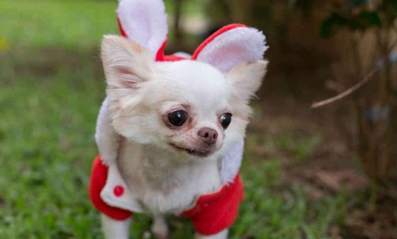 Chihuahua for Christmas - Howliday Market & Paw Parade - New Orleans Local