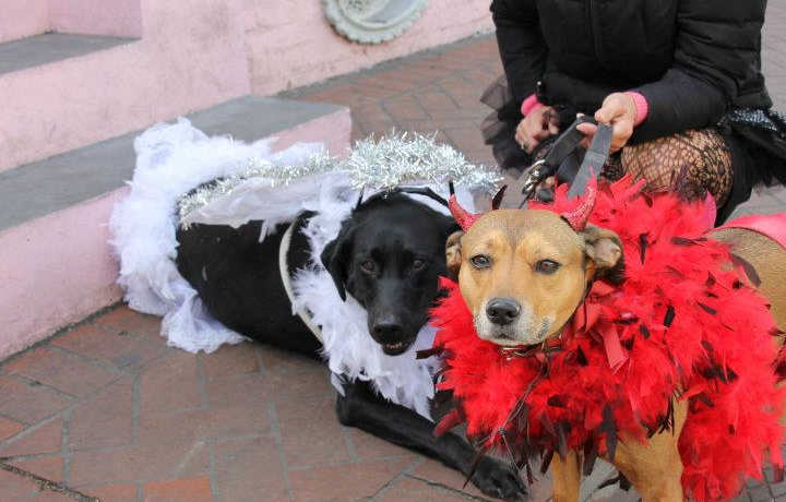 Barkus Parade Angel and Devil | New Orleans Local