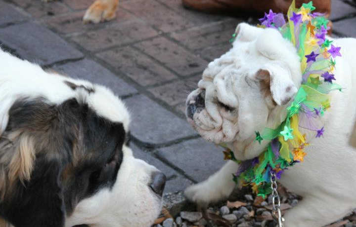 Barkus Parade English Bulldog | New Orleans Local