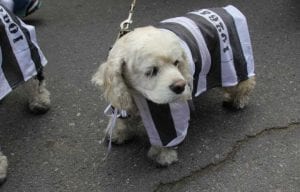 Barkus Parade Jail Dog | New Orleans Local