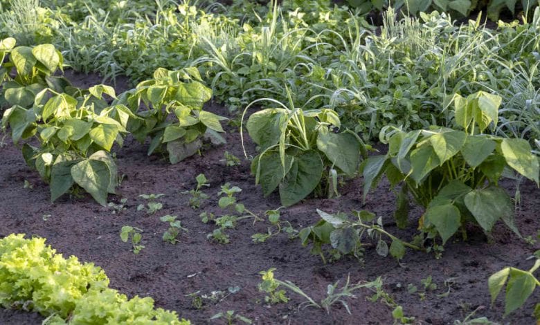 Vegetable Garden