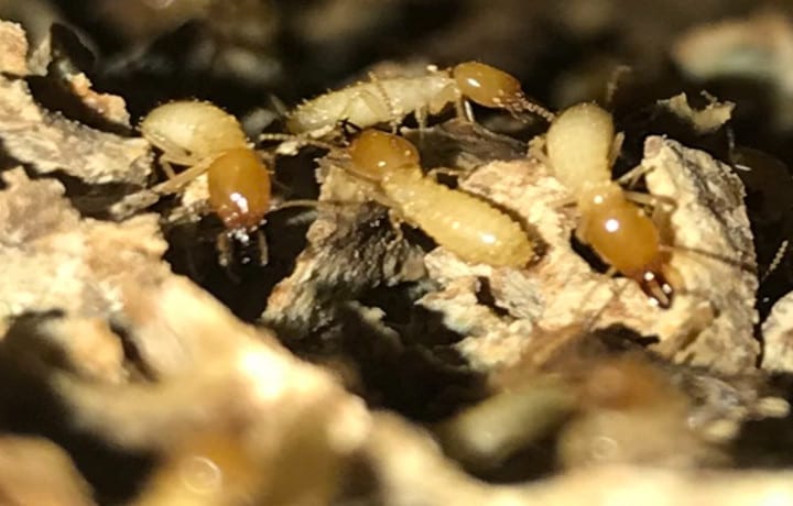 Swarming Termites