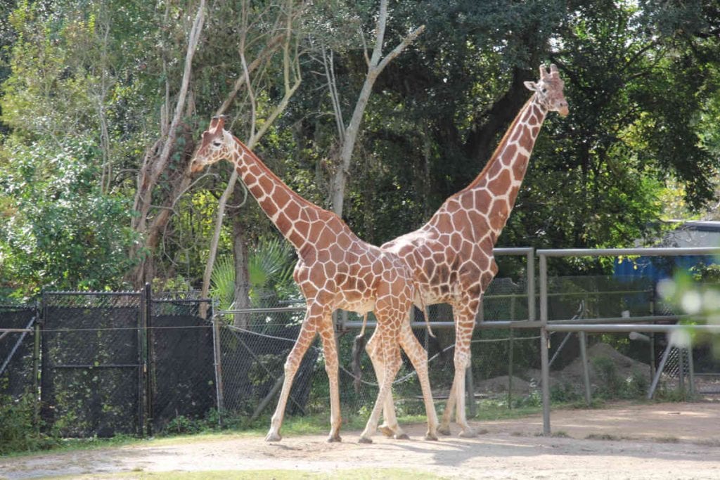 Audubon Zoo