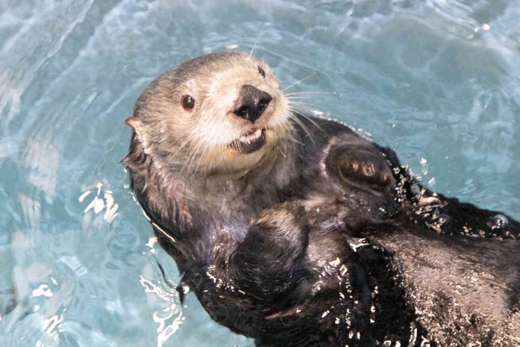 Audubon Aquarium