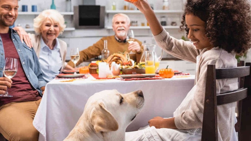 Pet Thanksgiving Meal Tips