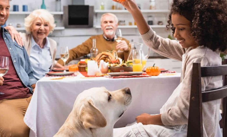 Pet Thanksgiving Meal Tips