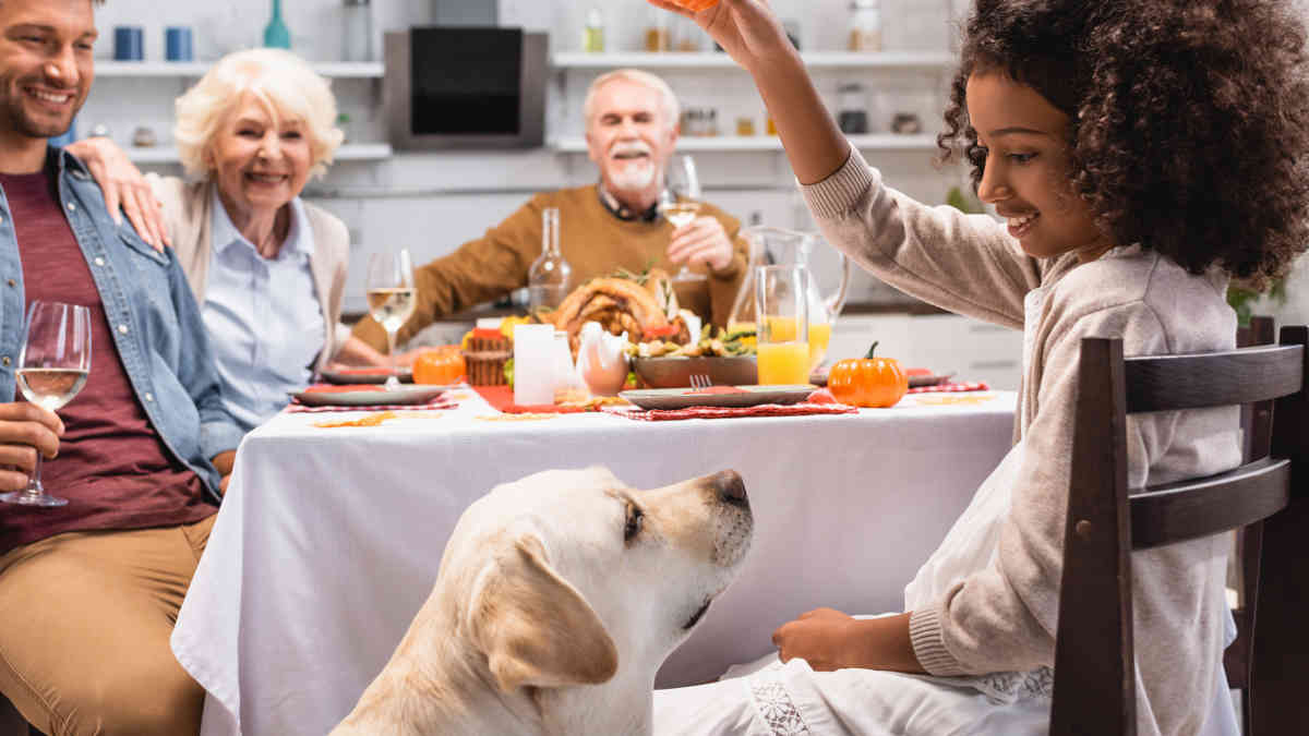Pet Thanksgiving Meal Tips