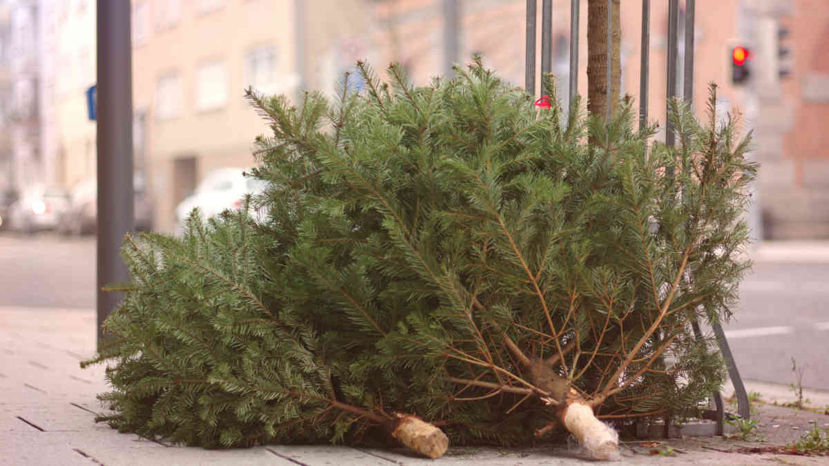 Christmas Tree Recycling 2021