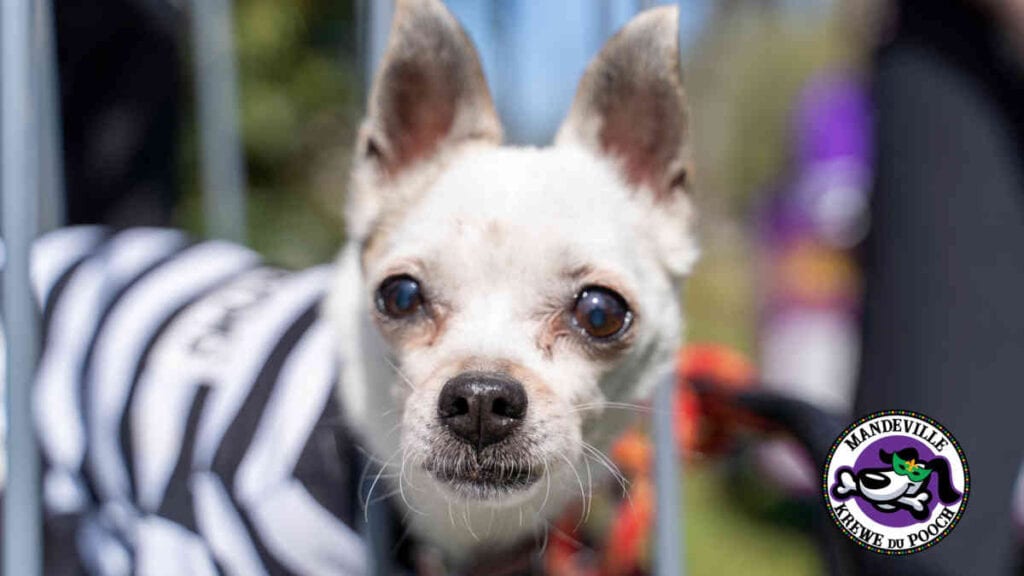 Krewe du Pooch 2021 White Chihuahua