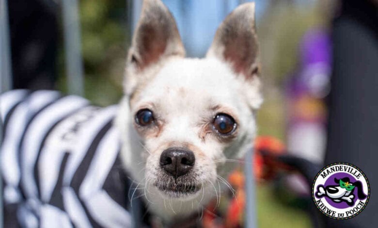 Krewe du Pooch 2021 White Chihuahua