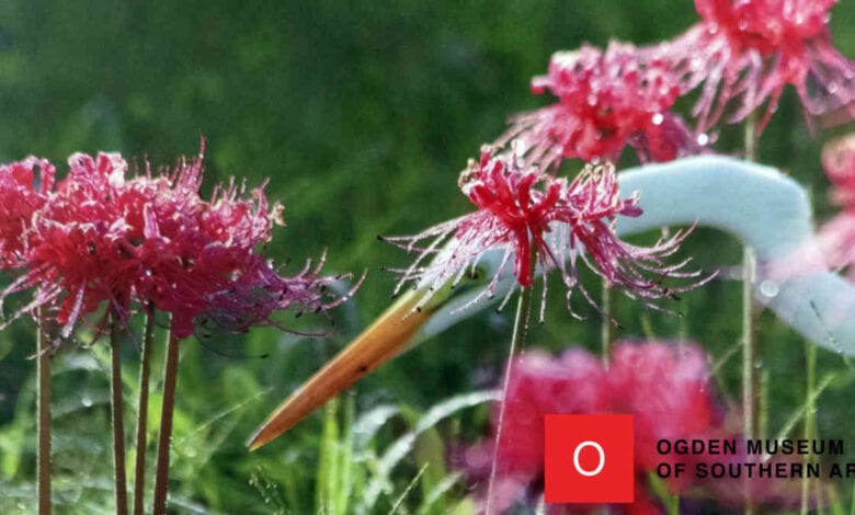 Free Family Day Wonders of the Wetlands