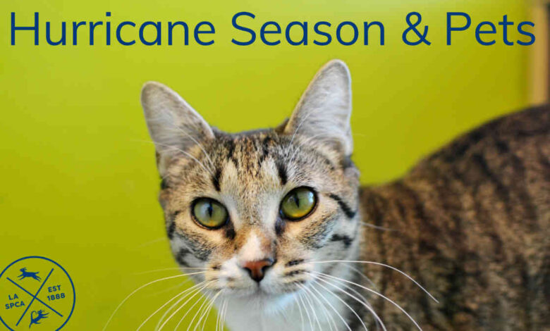 Hurricane Season And Pets