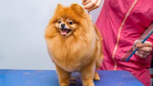 AKC Lagniappe Classic Dog Show