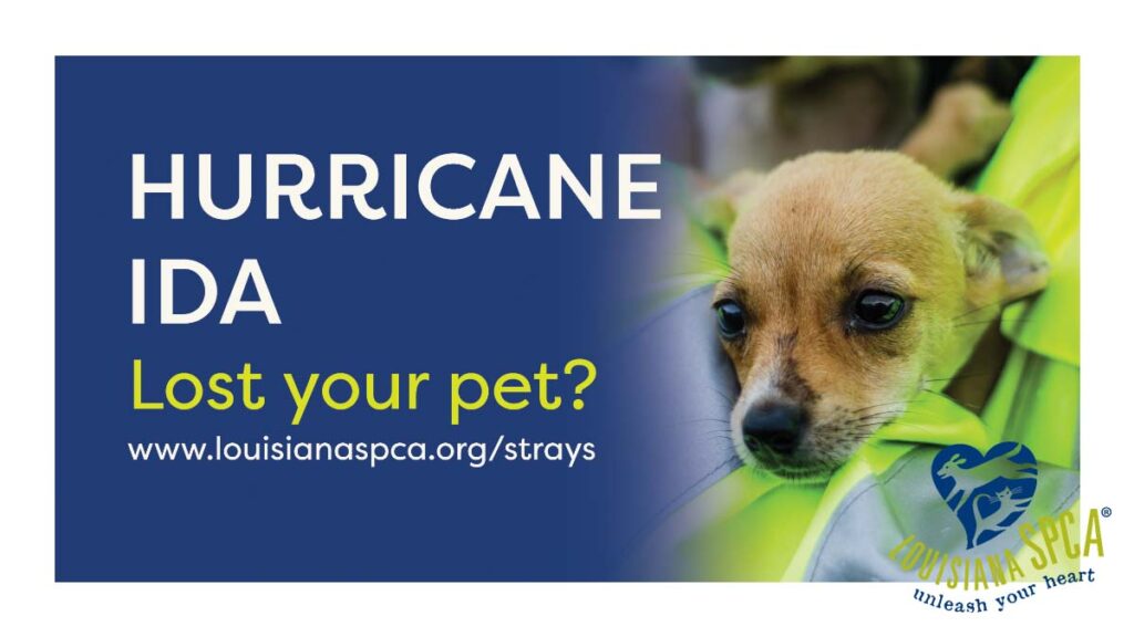 Reunite With Your Lost Pet New Orleans Local News