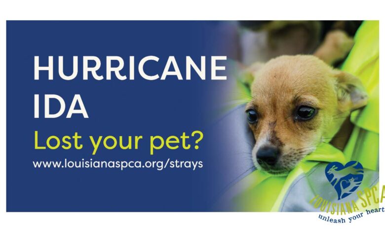 Reunite With Your Lost Pet