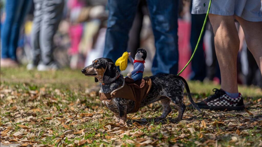 Krewe du Pooch 2022