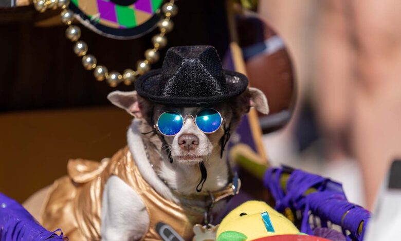 Krewe du Pooch 2022