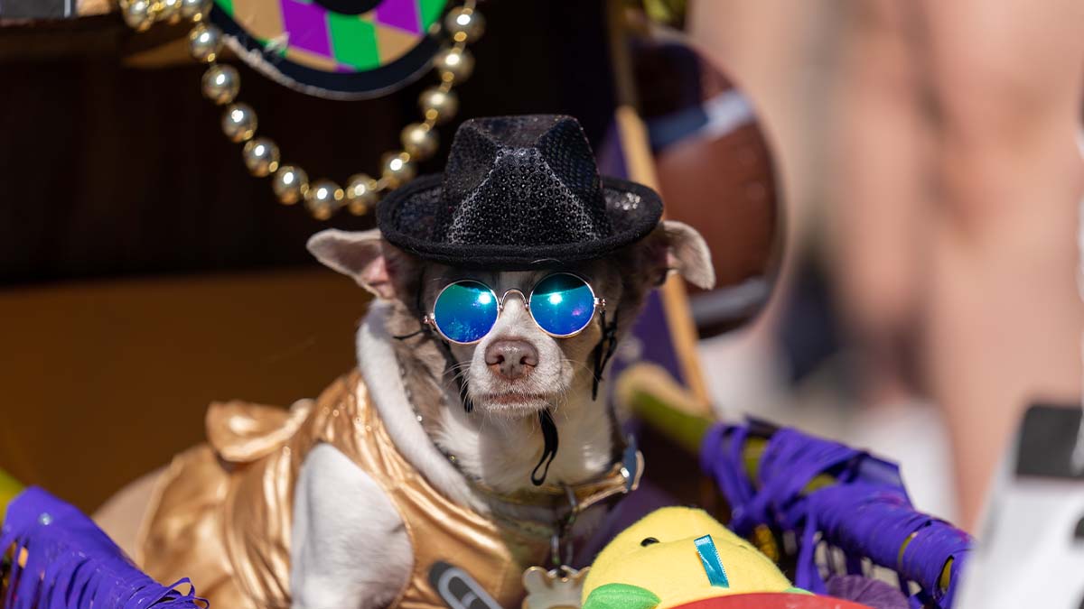 Krewe du Pooch 2022