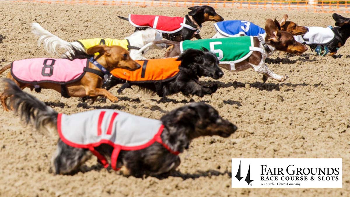 New Orleans Local - Weiner Dog Racing